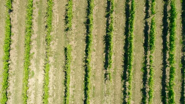 Rows Of Vineyard