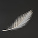 Feather 02 - 3DOcean Item for Sale