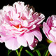 Peony Flowers - VideoHive Item for Sale