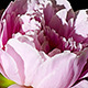 Peony Flowers - VideoHive Item for Sale