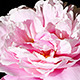 Peony Flowers - VideoHive Item for Sale