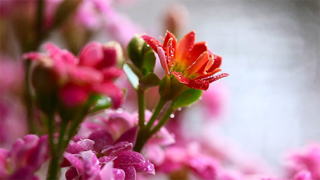 Pink kalanchoe.