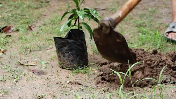 Close up of farmers using a hoe to dig the ground before planting saplings in the farm.