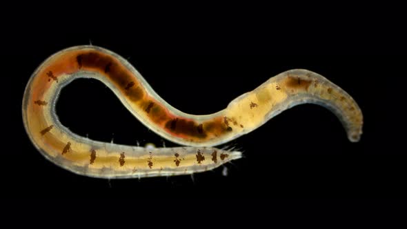 Polychaeta Polyophthalmus Sp. Worm Under a Microscope, Ophelliidae Family