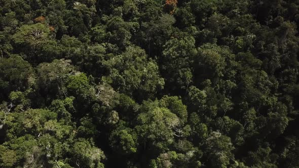 Aerial bird's eye view slowly descending over a gum tree forest