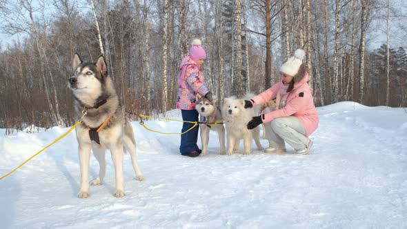Child with Mother Petting Huskies in Winter Day