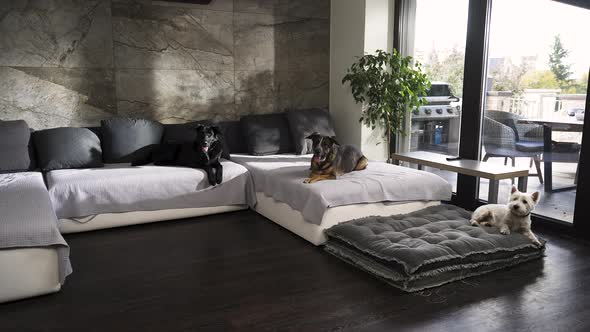 Three different dogs lying still on a large sofa in a modern apartment.