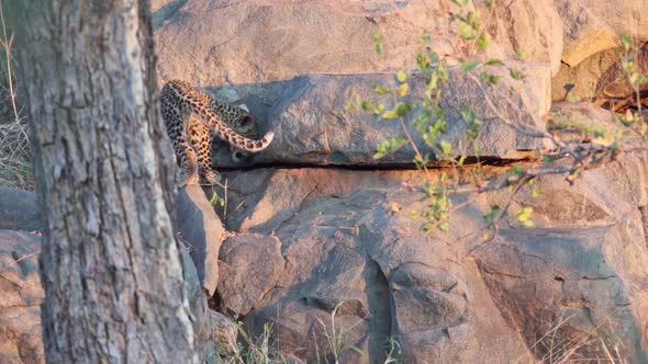 Little Leopard cub in Kruger National Park explores rocks near den