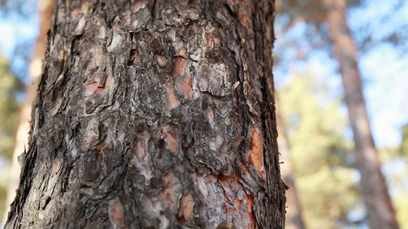 Pine Bark