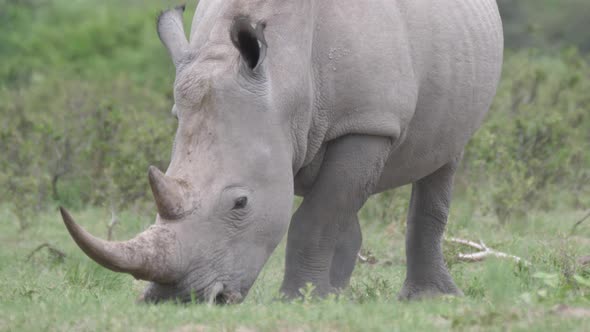 Close up from a rhino grazing