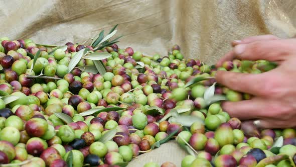 Man Collecting Ripe Organic Olives From The Ground