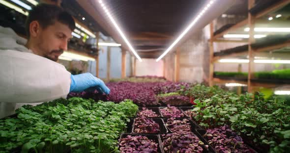 Farmer Checks Microgreens Sprouts on the Shelves of the Vertical Farm Vitaminized Superfood