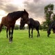 Brown and black horses with bound limbs grazing on green scenic field at sunset. Close up, 4K. - VideoHive Item for Sale