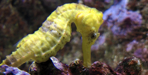 Seahorse alt