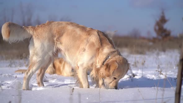 Golden Retriever Dog Digging in Snow