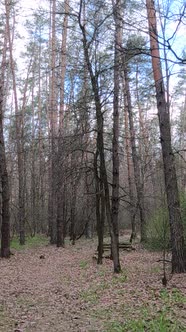 Vertical Video of the Small Road in the Forest During the Day