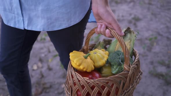 Farmer Holding a Basketof Freshly Picked Organic Vegetables