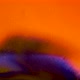 Orange Background with Shiny Purple Particles in Slow Motion - VideoHive Item for Sale