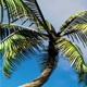 Two Curved Palm Trees On The Edges In The Wind - VideoHive Item for Sale