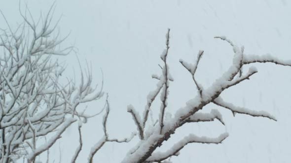 Snowy Branch