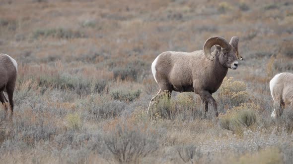 Big Horn Sheep Ram pushing other to move along with the herd