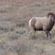 Big Horn Sheep Ram pushing other to move along with the herd - VideoHive Item for Sale