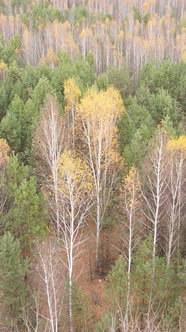 Vertical Video of an Autumn Forest During the Day