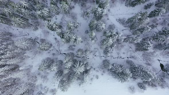 Flight Over the Winter Snow-covered Forest