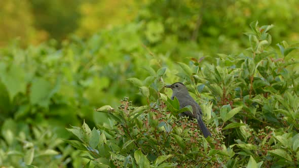 Grey bird taking off a green tree branch with a blurred background