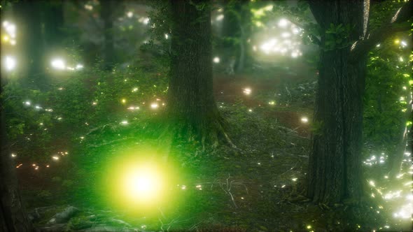 Firefly Flying in the Forest