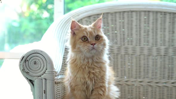 Cute Persian Cat Lying And Looking On Chair