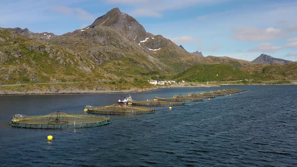Farm Salmon Fishing in Norway