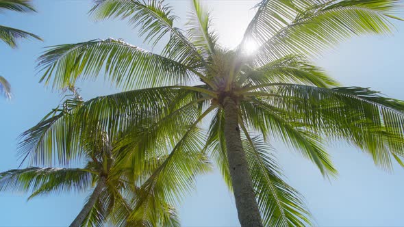 Palm Trees at Golden Sunlight Slow Motion Shot on RED Camera Coconut Palm Trees