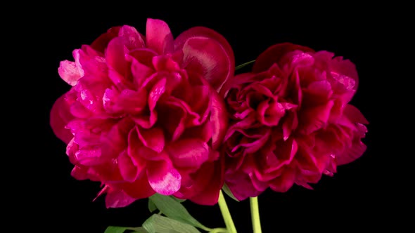 Time Lapse of Two Beautiful Red Peony Flowers Blooming