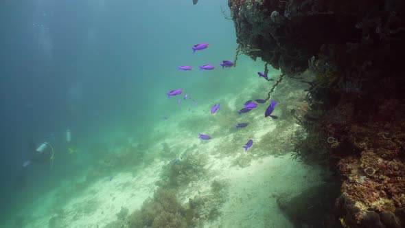 Coral Reef with Fish Underwater. Camiguin, Philippines