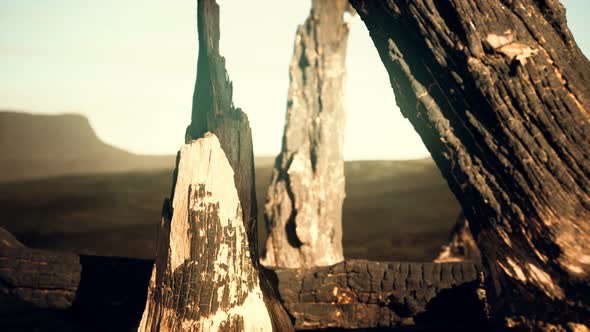 Logs and Trunks After the Forest Fire