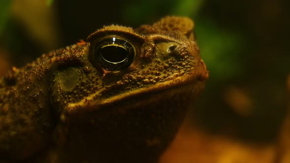 Frog Looks at Camera.