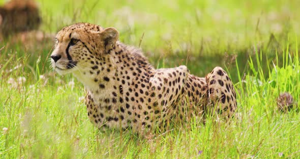 Alert Cheetah Sitting on Field in Forest