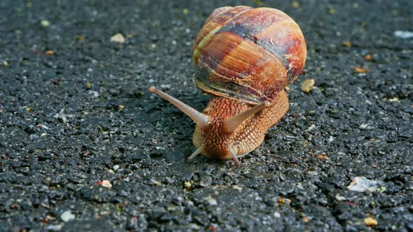 Snail (2.7K)