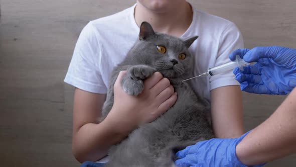 Veterinarian Gives a British Cat an Injection Which is Sitting in Arms of Child