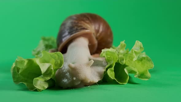 View of Big Snail Achatina Sticks Out Its Horns From Its Shell to Eat Green Salad