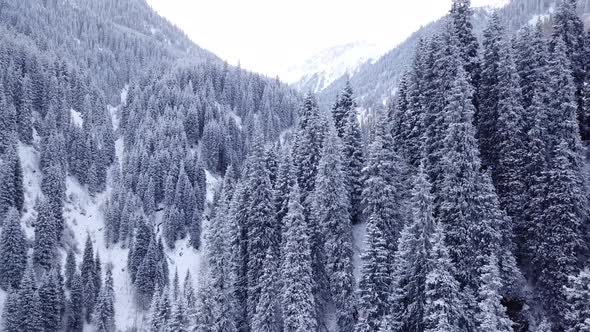 Majestic Snowy Gorge with Fir Trees in Mountains