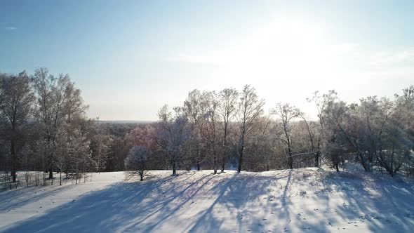 Winter Forest Landscape.