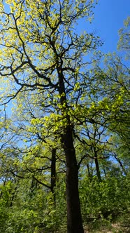 Vertical Video of the Forest in the Spring