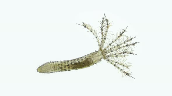 Polychaeta worm, family Sabellidae under a microscope