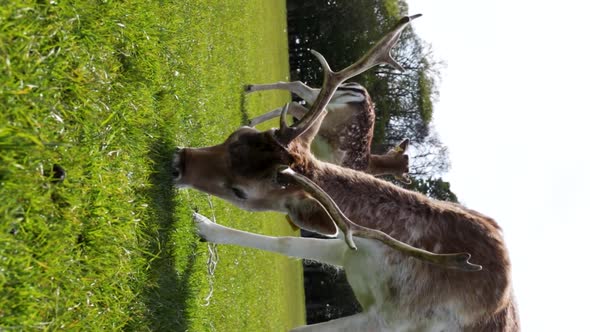 Deer grazing the grass in the Phoenix Park in Dublin, Ireland