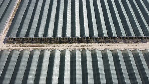 Aerial Drone View of Huge Areas Greenhouse for Growing Strawberries