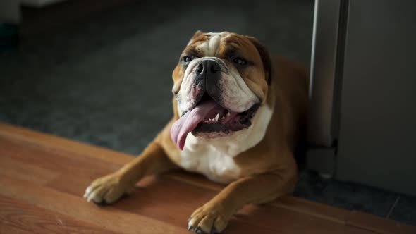 English Bulldog is exhausted after playing ball on a warm summer day