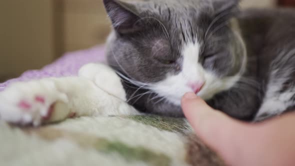 a Human Finger Touches the Nose of a Fat Gray and White Cat Falls Asleep