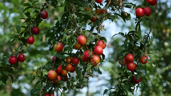 Colorful purple and red fresh Prunus salicina common plum on tree branch 4K 2160p 30fps UltraHD foot